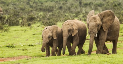 African elephants walking together