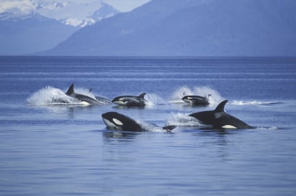 a pod of orcas swimming in the ocean in front of mountains