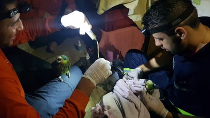 Médicos veterinários prestam atendimento a aves vítimas dos incêncios no Pantanal - 2020