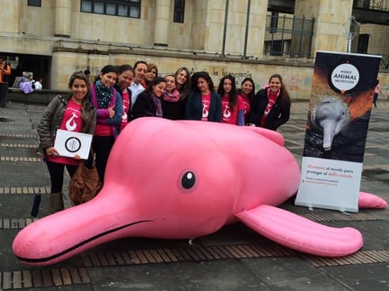 Governo colombiano recebe mais de 142 mil assinaturas pedindo medidas para salvar o boto cor-de-rosa