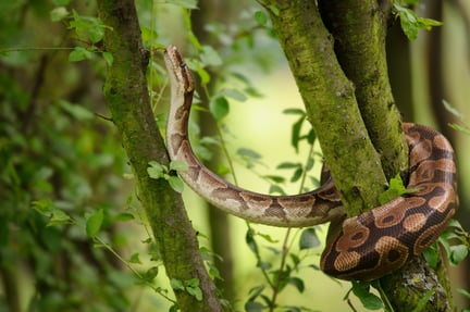 A green snake on a branch