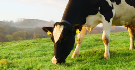 Vaca se alimenta de pasto.