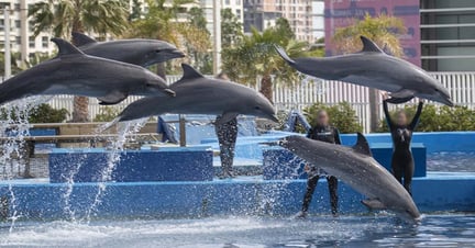 Oceanografic Dolphins