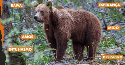 Urso livre, na natureza, com textos com sentimentos que ele é capaz de sentir