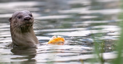 A wild smooth coated otter in the water feeds on a fish in Singapore