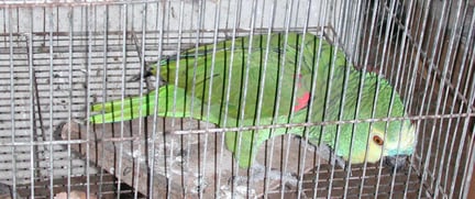 Papagaio preso em gaiola - World Animal Protection