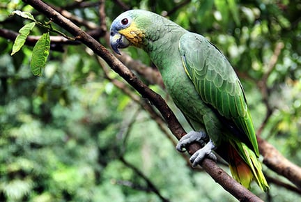 Papagaio verde em um galho, na natureza