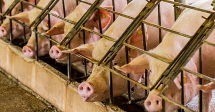 Pigs on a factory farm in cages - World Animal Protection