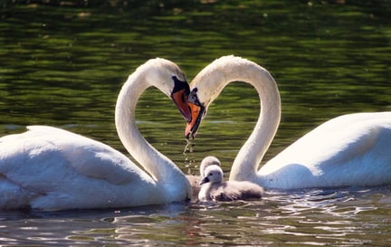 Casal de cisnes em um lago com seus filhotes