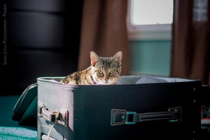 gato sentado dentro de mala