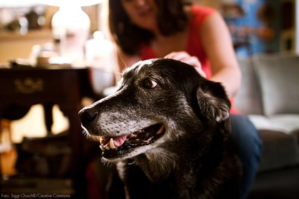 Cachorro vira-lata sorrindo recebe carinho em casa