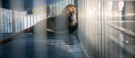 Macaco solitário em uma jaula