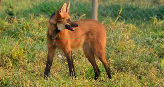 Lobo-guará em todo seu esplendor e elegância