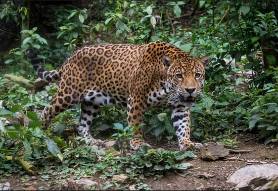 imagem de uma onça pintada caminhando na natureza