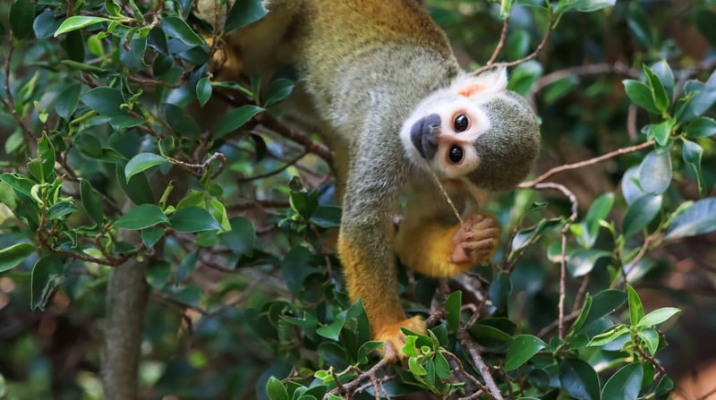 Imagem de macaco em árvore
