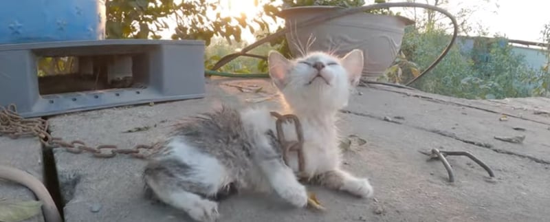 Gato de cores branca e cinza, filhote, está envolto em uma corrente.
