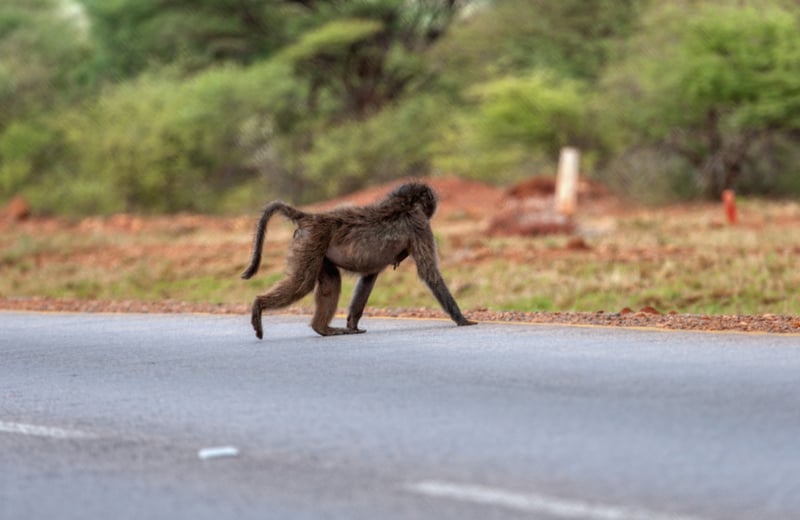 macaco atravessando estrada