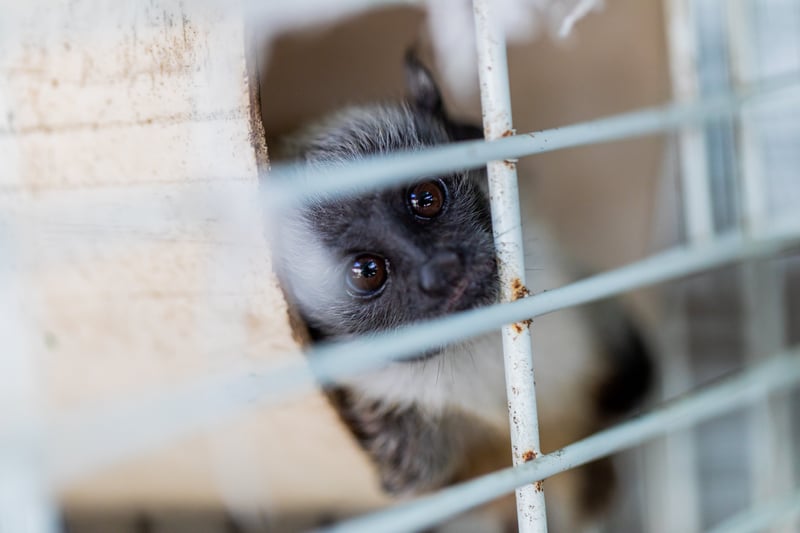 um macaquinho olhando por trás de uma gaiola