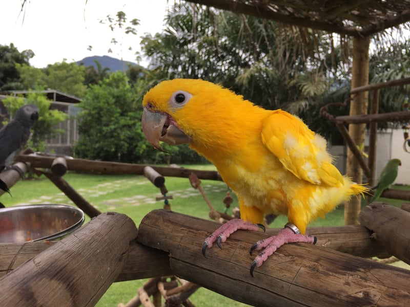 Pássaro amarelo em um viveiro com outros pássaros atrás.