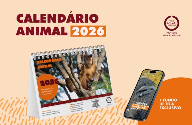 imagem laranja com o calendário e o fundo de tela que compõem o kit Calendário Animal 2026