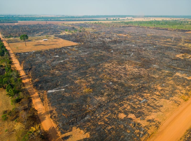 queimadas na amazonia: imagem de uma área de vegetação nativa da floresta amazônica consumida pelo fogo