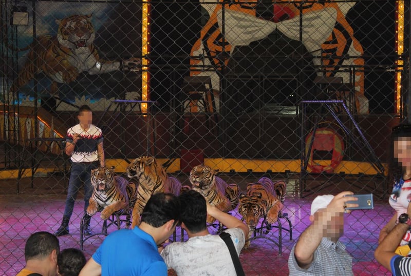 imagem de três tigres em uma apresentação circense com plateia assistindo