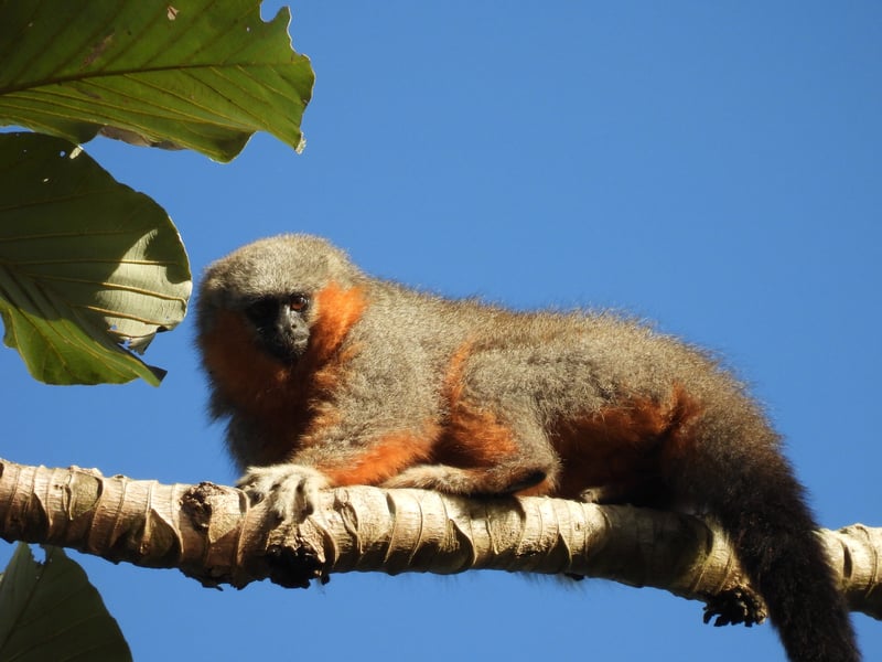 Zogue-zogue-do-mato-grosso: o primata mais ameaçado que quase ninguém conhece