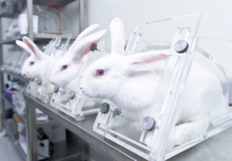 Três coelhos brancos de olhos vermelhos dentro de caixas, apenas com a cabeça para fora, em um laboratório que faz teste em animais.