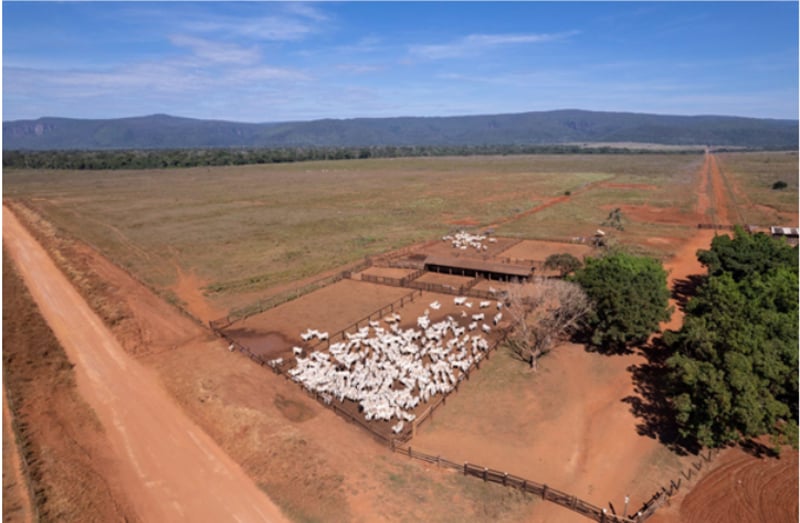 descampado com varios bois brancos dentro de um cercado