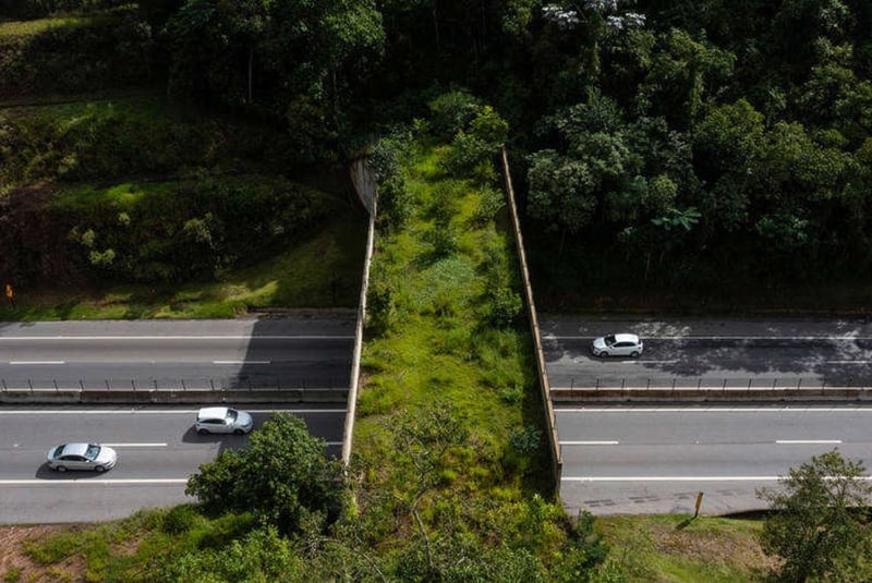 uma ponte cheia de arvores passa em cima de uma estrada. Trata-se de uma passagem de fauna.