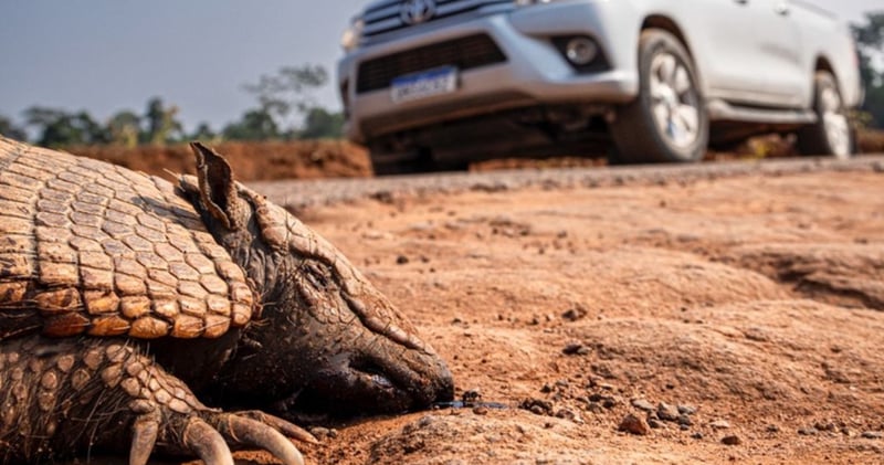 Atropelamento de animais: Câmara aprova o PL 466/2015 de Passagem de Fauna
