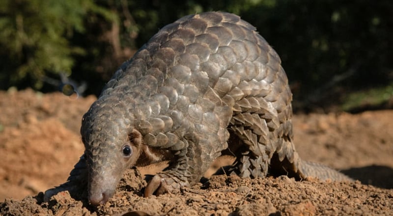 pangolin_01