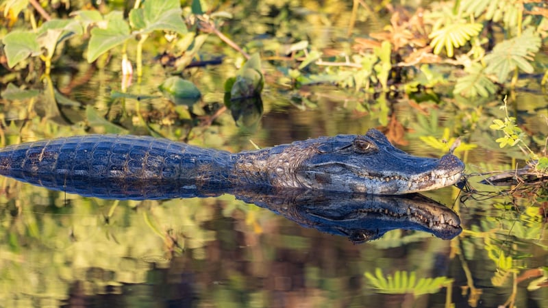 Brasil avança na proteção da biodiversidade com novas áreas protegidas no Pantanal e no Cerrado