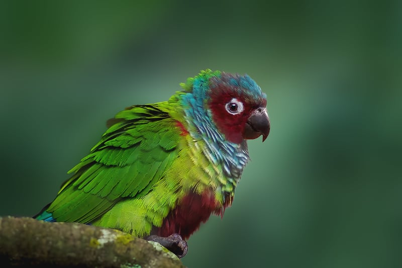 Tiriba-do-paranã, uma ave pequena, de folhagens verdes, azuis e vermelha.