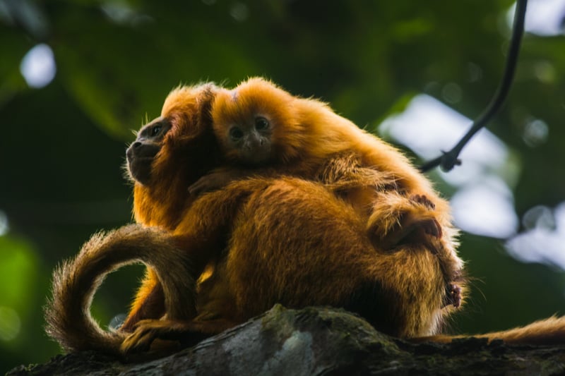 dois micos leao dourados juntos