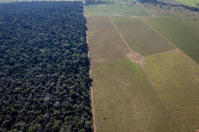 Fronteira entre área agrícola e vegetação nativa em área rural do Centro-Oeste brasileiro, região onde a investigação foi conduzida. (Foto: Fernando Martinho/Proteção Animal Mundial)