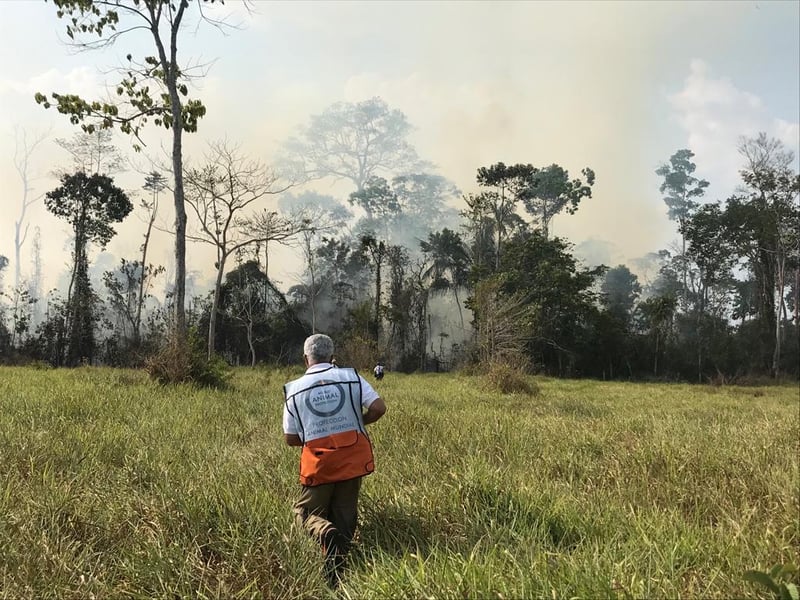 Um parceiro da Proteção Animal Mundial está caminhando em direção a uma área incendiada. Ele veste um colete da Proteção Animal Mundial, em branco e laranja. Ao fundo, a floresta em em chamas, com fumaça saindo para cima.