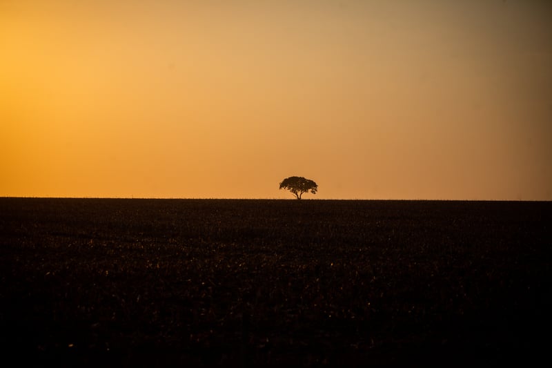 A imagem mostra uma única árvore em um ambiente que foi devastado. É um pôr-do-sol, com o céu alaranjada ao fundo.