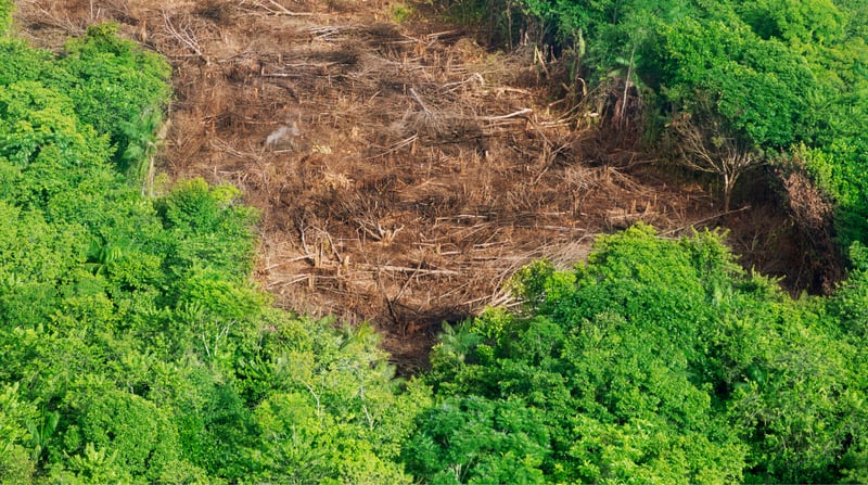 Imagem de floresta desmatada