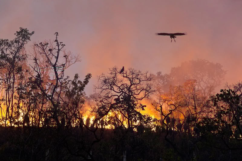 floresta queimando e pássaro sobrevoando o fogo
