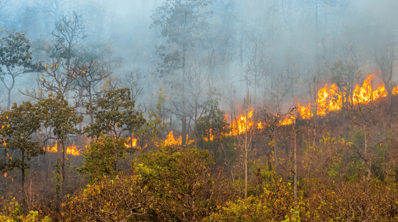 Imagem de floresta queimada
