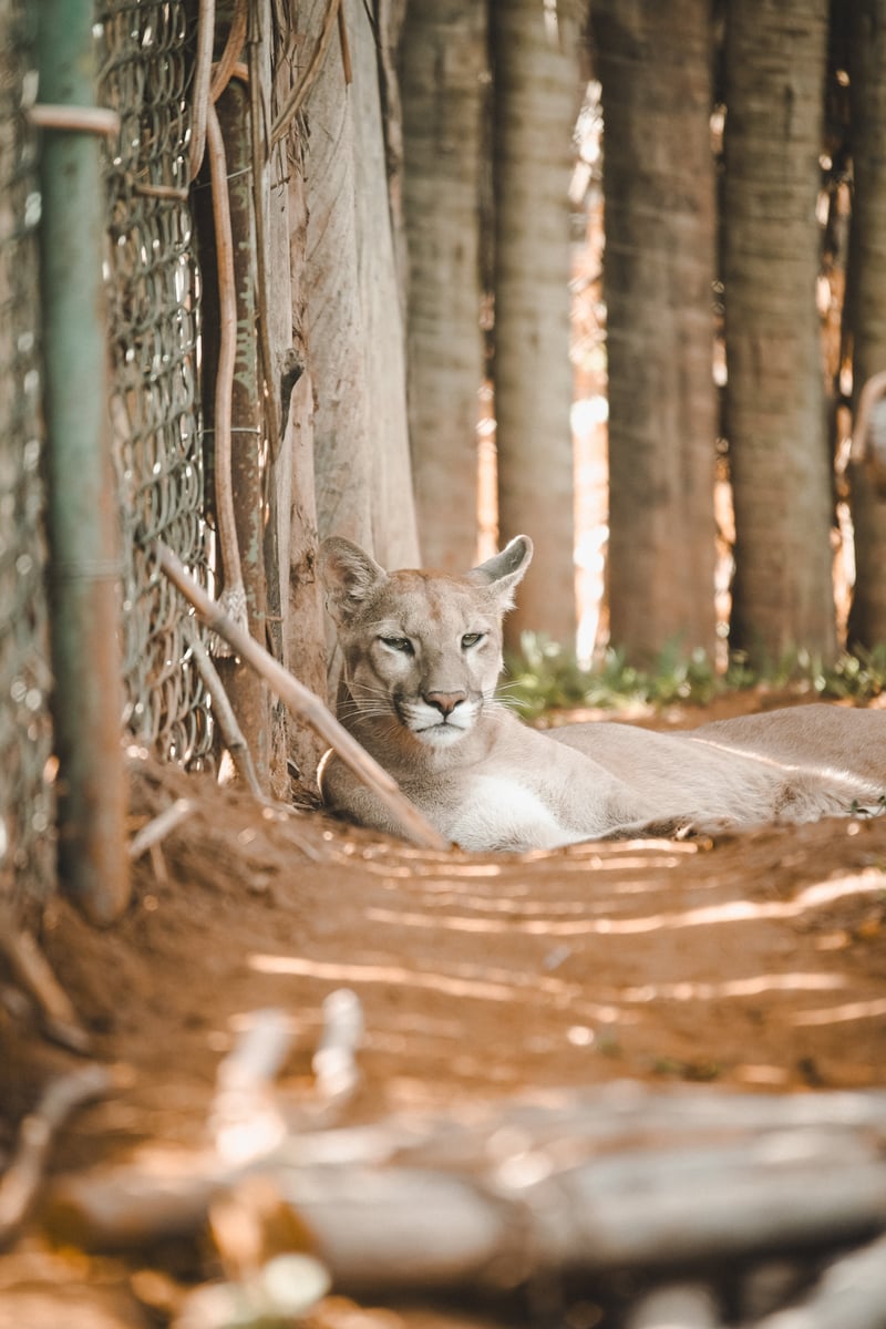 A história de Alfa e Beta ainda está sendo escrita, e o Cerrado precisa de predadores de volta para recuperar seu equilíbrio. Você pode fazer parte dessa reconstrução.