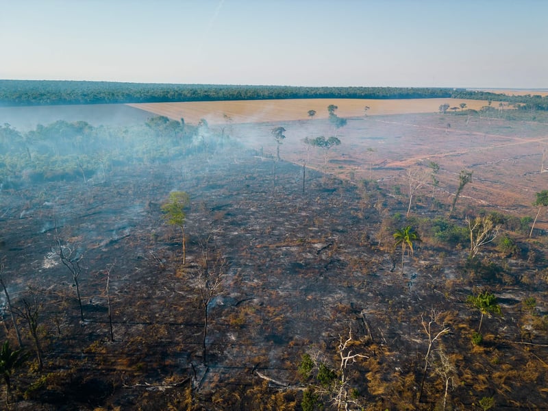 defaunação: imagem de uma floresta no estado do Mato Grosso toda queimada e desmatada