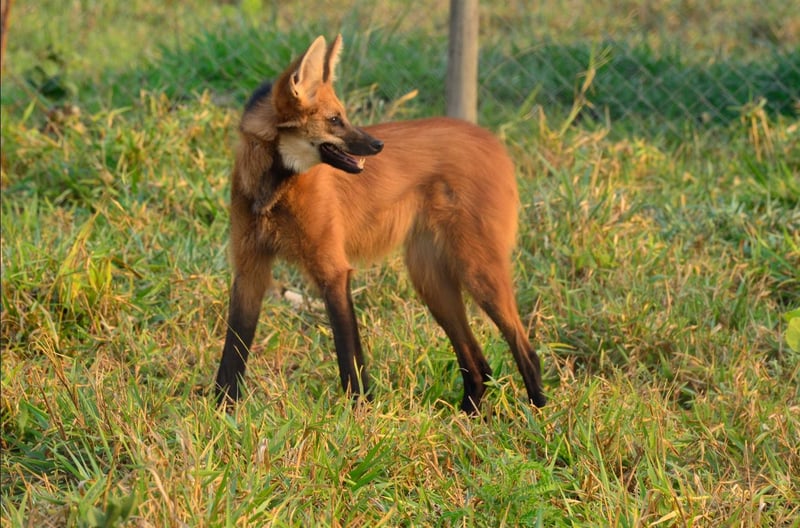 Animais em extinção: imagem de um logo-guará sozinho em meio a vegetação da floresta