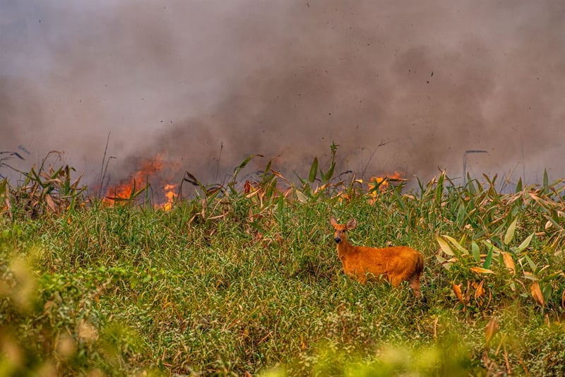planaveg: imagem de uma área de vegetação nativa em chamas e um animal em meio ao incêndio