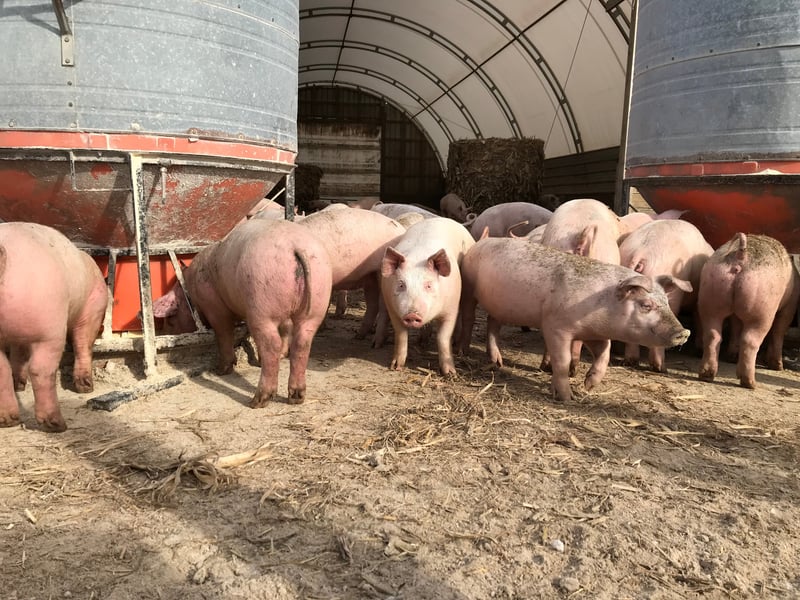 Grupo de porcos em um chiqueiro com altos níveis de bem-estar animal