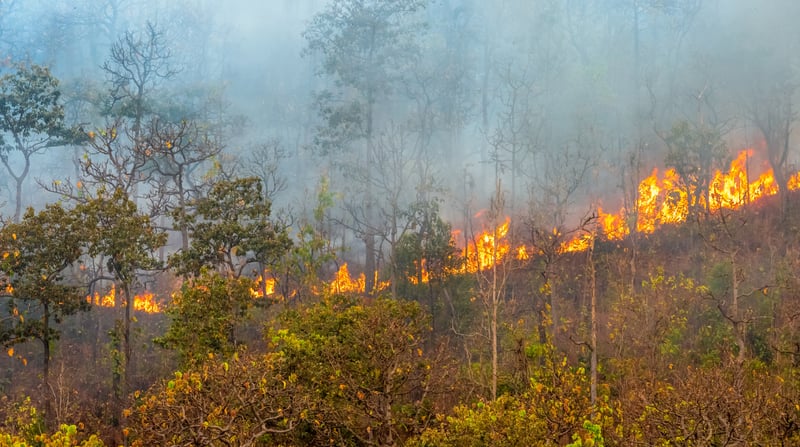 Imagem de floresta queimada