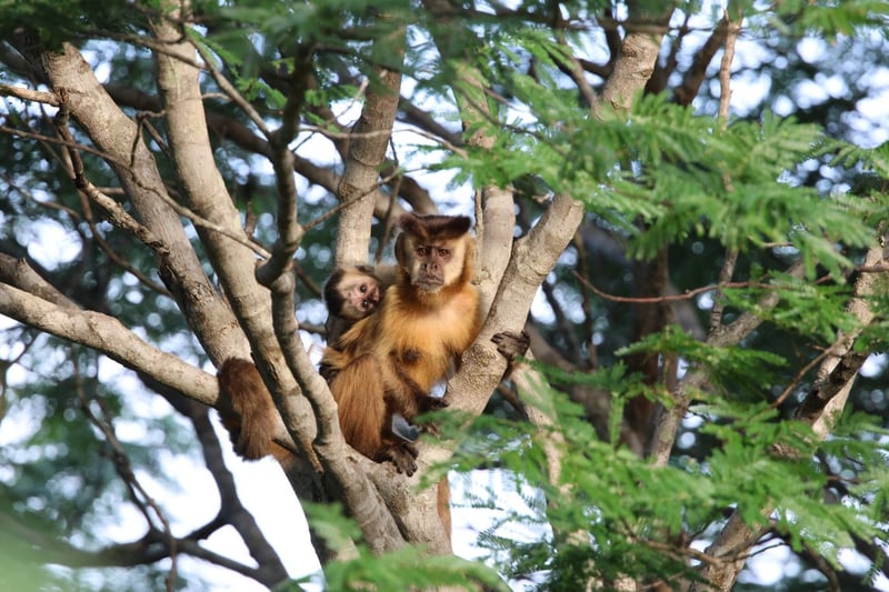 imagem de um macaco com filhote em cima de uma árvore