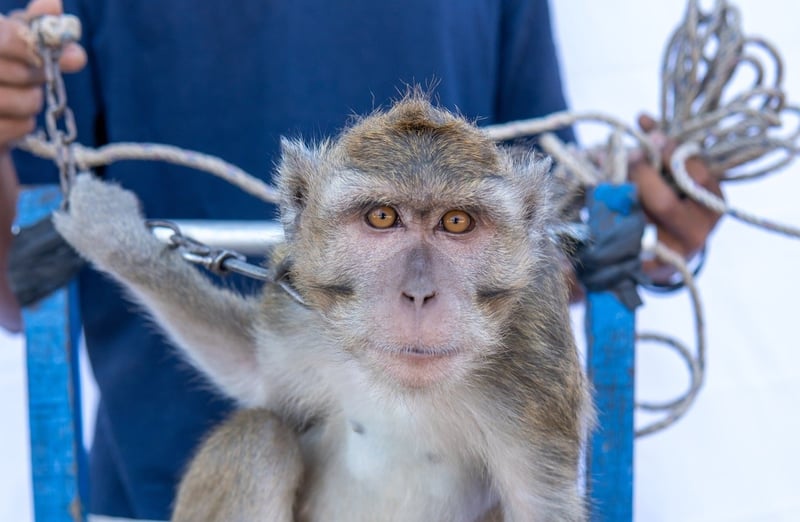 Subur the dancing monkey before rescue