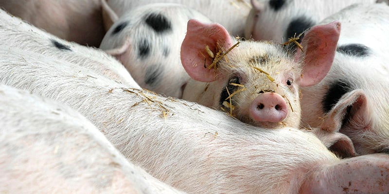 Pigs in high-welfare group housing